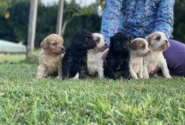 ***BEAUTIFUL CAVOODLE PUPPIES***